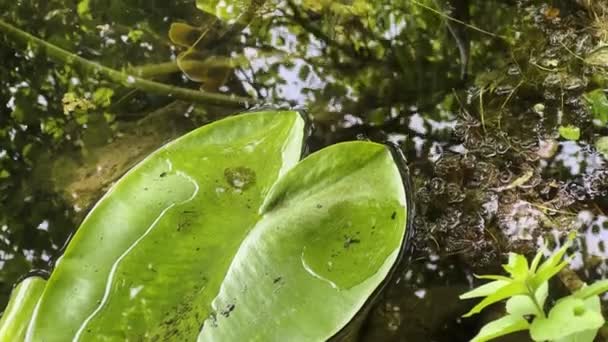 Lotus Flowers Leaves Lake Water Video — стоковое видео