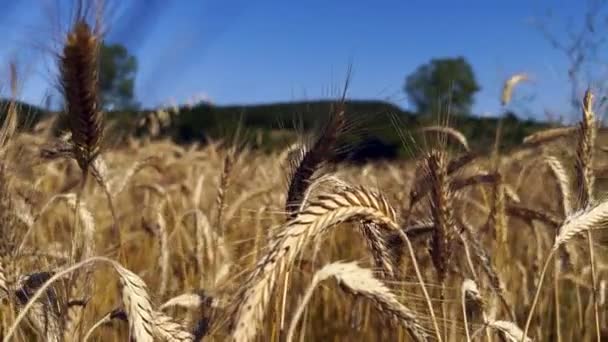 Žluté Pšeničné Pole Kolébat Větru — Stock video