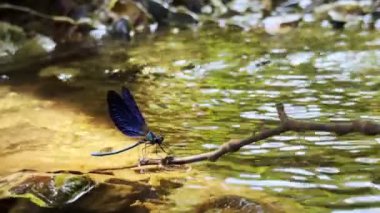  Dragon Fly Helikopteri Nehirde Böcek