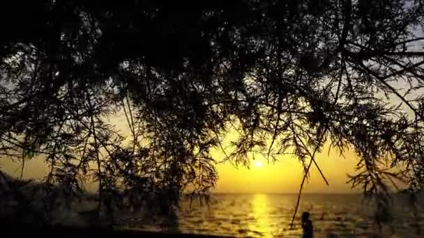 Drzewo Pozostawia Cień Zachodzie Słońca — Wideo stockowe