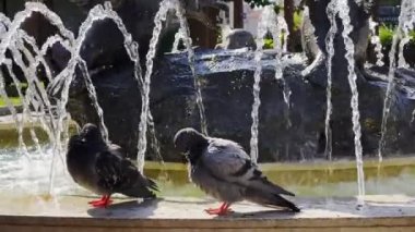 Çeşme yakınlarındaki güvercinler