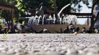 Çeşme yakınlarındaki güvercinler