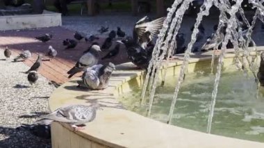 Çeşme yakınlarındaki güvercinler