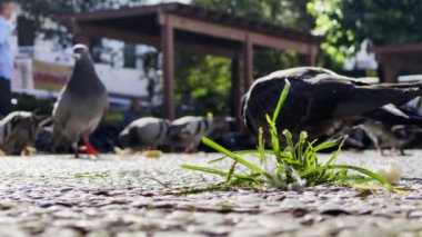 Çeşme yakınlarındaki güvercinler