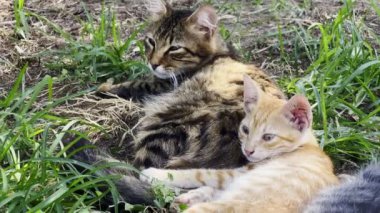 Tatlı Hayvan Kedisi