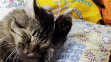 Tatlı Hayvan Kedisi