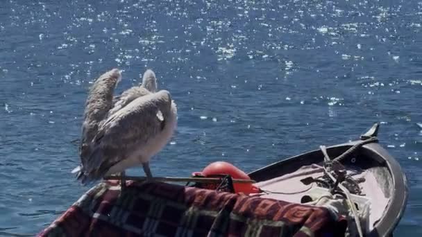 Djur Fågel Pelikan Fiskebåt — Stockvideo