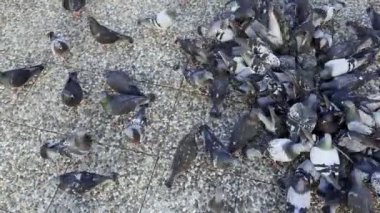 Hayvan Kuş Güvercinleri Yerden Besleniyor