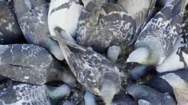 Hayvan Kuş Güvercinleri Yerden Besleniyor