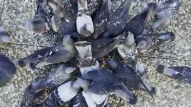 Hayvan Kuş Güvercinleri Yerden Besleniyor