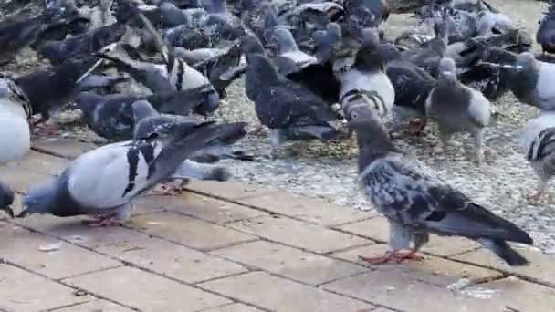 Pigeons Oiseaux Animaux Nourrissant Sol — Video