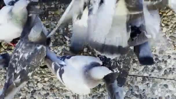 Piccioni Uccelli Animali Che Nutrono Terra — Video Stock