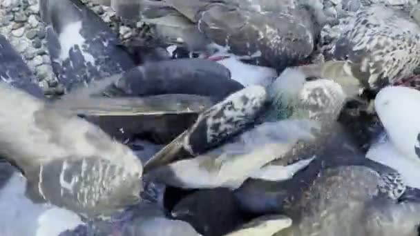 먹이는 동물성 비둘기 — 비디오