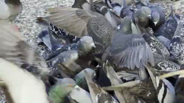地面に餌を与える動物の鳥のピジョン — ストック動画