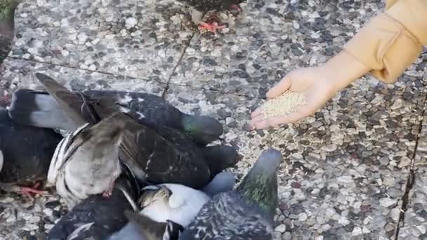 Pombos Pássaros Animais Alimentando Terreno — Vídeo de Stock