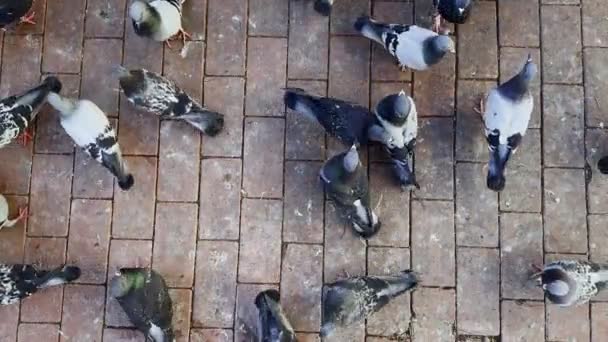 动物及雀鸟在地面觅食 — 图库视频影像