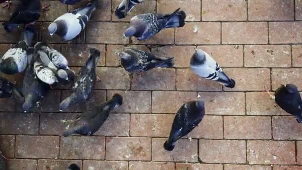 Pigeons Oiseaux Animaux Nourrissant Sol — Video