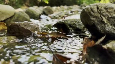 Küçük Dereler ve Kuru Sonbahar Yaprakları Vahşi Yeşil Doğada