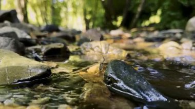 Küçük Dereler ve Kuru Sonbahar Yaprakları Vahşi Yeşil Doğada