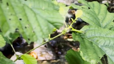  Ejderha Uçan Helikopter Yeşil Yaprakta Böcek