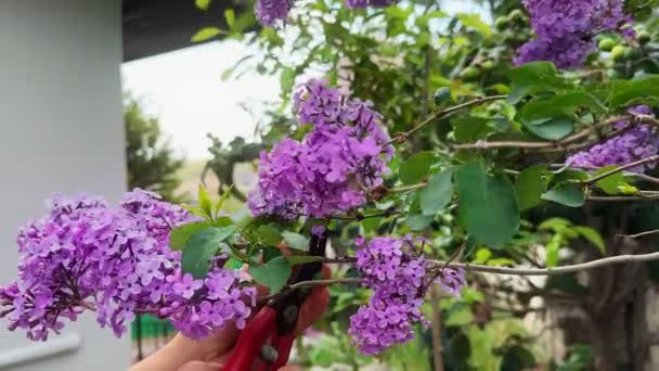 Lila Blumen Vom Baum Schneiden Mit Gartenschere — Stockvideo