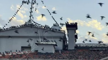 Bir sürü hayvan kuş çatıda uçuyor.