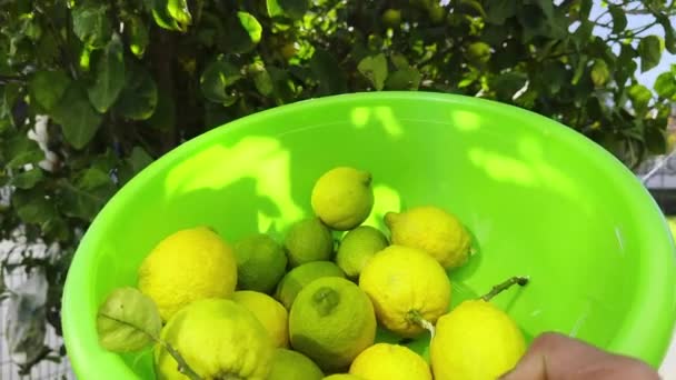 ツリーの新鮮でオーガニックなレモン — ストック動画