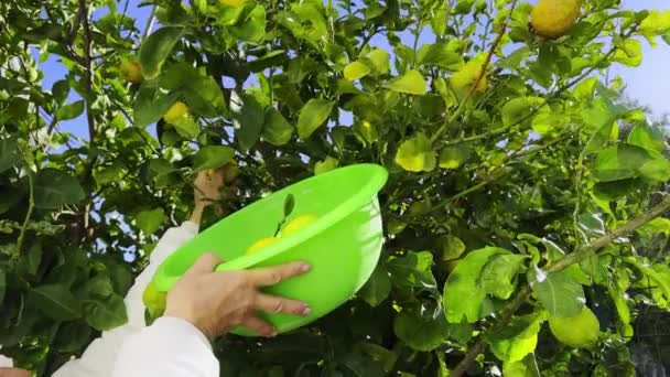 Свежий Органический Лимон Дереве — стоковое видео