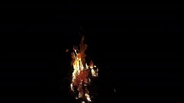 Ogień Drzewny Płonie Jak Piekło Nocy — Wideo stockowe