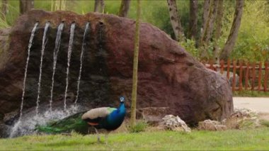 Doğadaki Hayvan Kuş Tavuskuşu