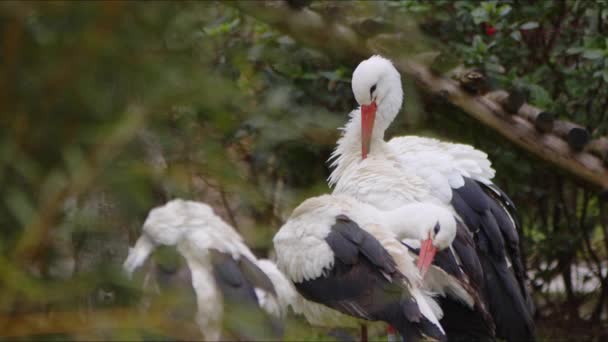Анимальный Пеликан Природе — стоковое видео