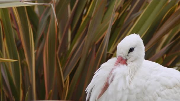 Pelican Burung Hewan Alam — Stok Video
