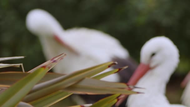 Анимальный Пеликан Природе — стоковое видео