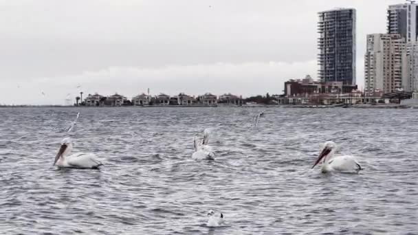 Pelikany Morzu — Wideo stockowe