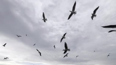 Uçan Hayvan Kuş Martıları 