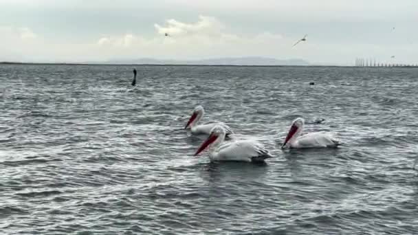 Pelicanos Animais Mar — Vídeo de Stock
