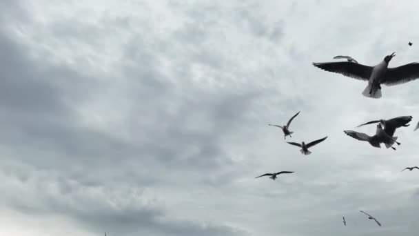 Flying Animal Bird Seagulls — Stock Video