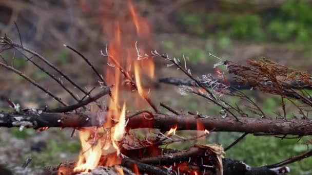 Streszczenie Ognisko Drewna Dębowego Płomieniach Smoke Ashes — Wideo stockowe