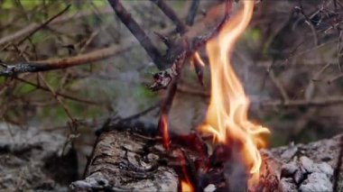  Alevler İçindeki Soyut Meşe Ağacı Ateşi Duman ve Küller