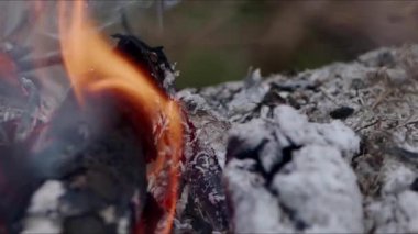  Alevler İçindeki Soyut Meşe Ağacı Ateşi Duman ve Küller