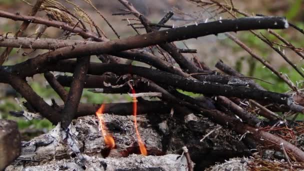 Foc Lemn Stejar Flăcări Fum Cenușă — Videoclip de stoc