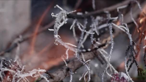 Absztrakt Tölgyfa Tábortűz Lángokban Füst Hamu — Stock videók
