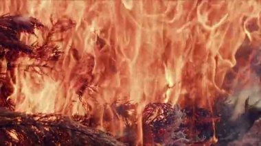  Alevler İçindeki Soyut Meşe Ağacı Ateşi Duman ve Küller