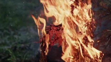  Alevler İçindeki Soyut Meşe Ağacı Ateşi Duman ve Küller