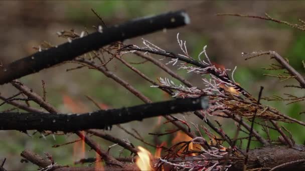 Api Unggun Abstrak Oak Flames Asap Dan Abu — Stok Video