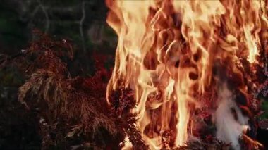  Alevler İçindeki Soyut Meşe Ağacı Ateşi Duman ve Küller