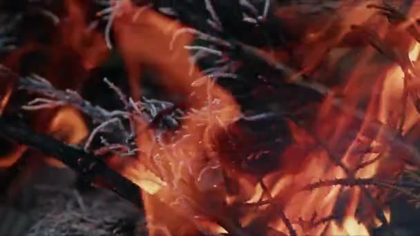 火焰烟尘中的橡树木篝火 — 图库视频影像