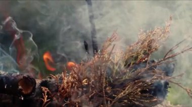  Alevler İçindeki Soyut Meşe Ağacı Ateşi Duman ve Küller