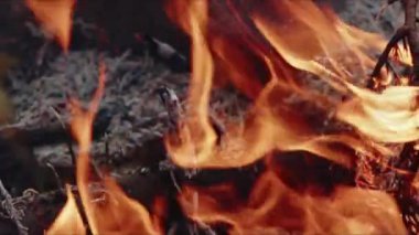  Alevler İçindeki Soyut Meşe Ağacı Ateşi Duman ve Küller