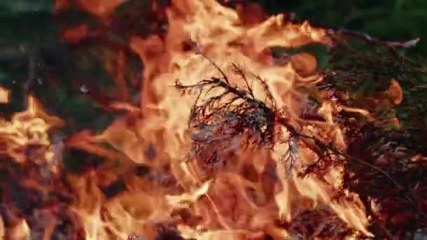 Absztrakt Tölgyfa Tábortűz Lángokban Füst Hamu — Stock videók